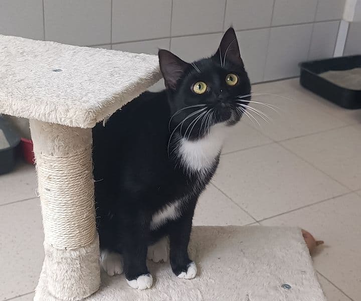 Foto von zutrauliche verspielte Manou
