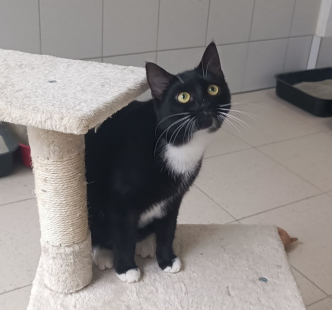 Foto von zutrauliche verspielte Manou