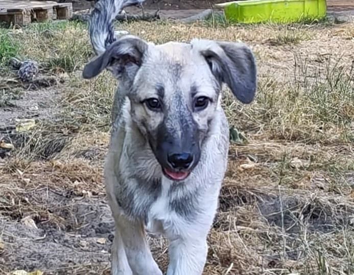 Foto von Hundejunge Marc sucht seine Familie
