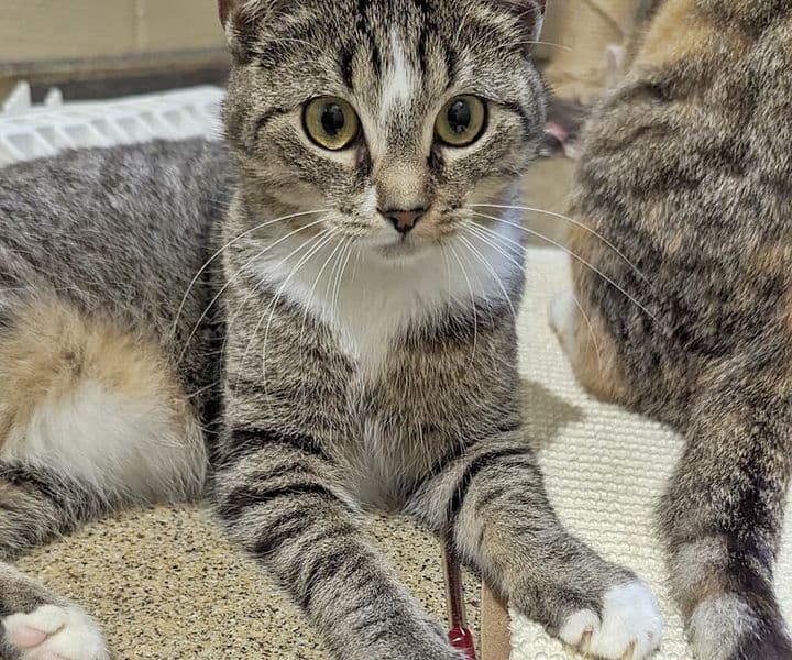 Foto von verspielte Marla (feline Coronavirus-Trägerin)