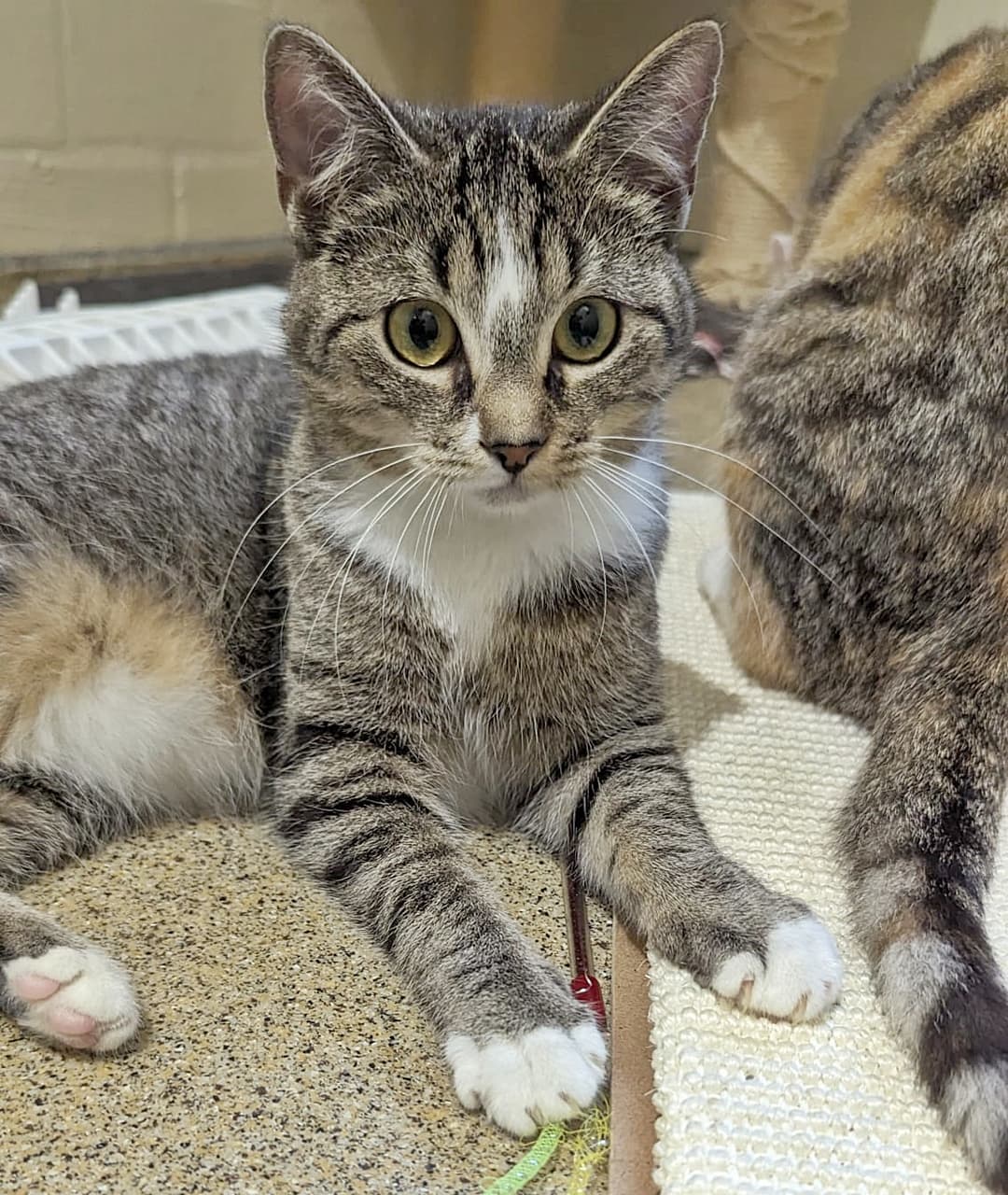 Foto von verspielte Marla (feline Coronavirus-Trägerin)