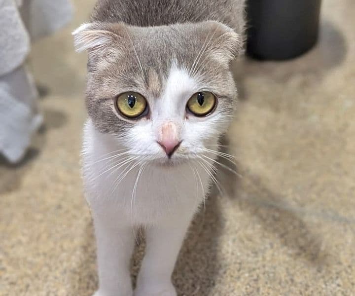 Foto von Liebenswerte Schmusekatze Marla