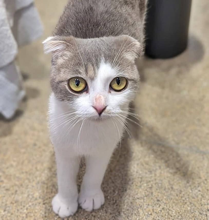 Foto von Liebenswerte Schmusekatze Marla