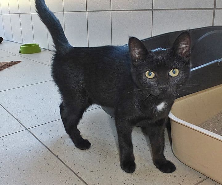 Foto von Mars und Snickers, unsere Süßen