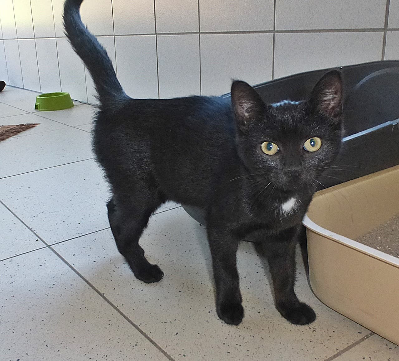 Foto von Mars und Snickers, unsere Süßen