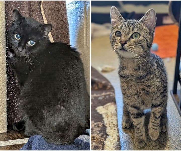 Foto von Mars und Snickers geben sich Halt