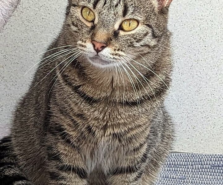 Foto von Tigerkatze Mary braucht ein ruhiges Zuhause