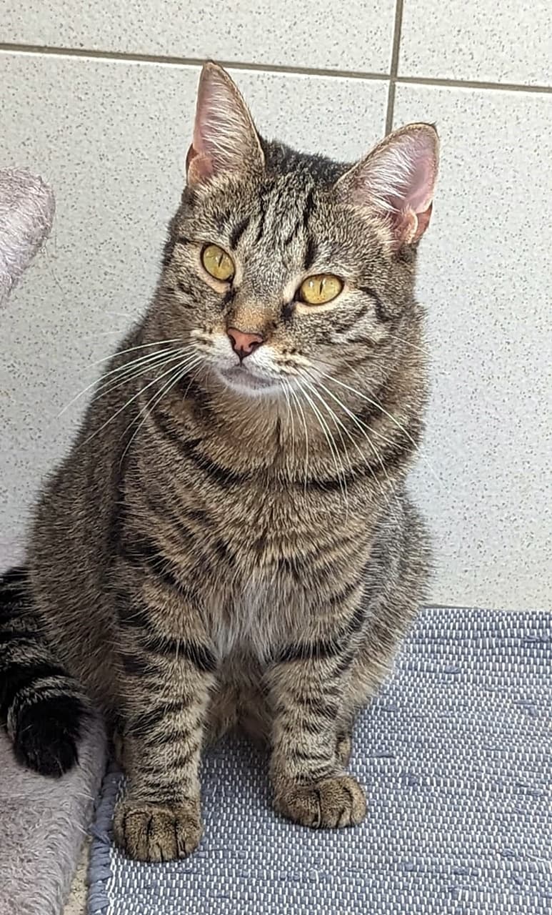 Foto von Tigerkatze Mary braucht ein ruhiges Zuhause