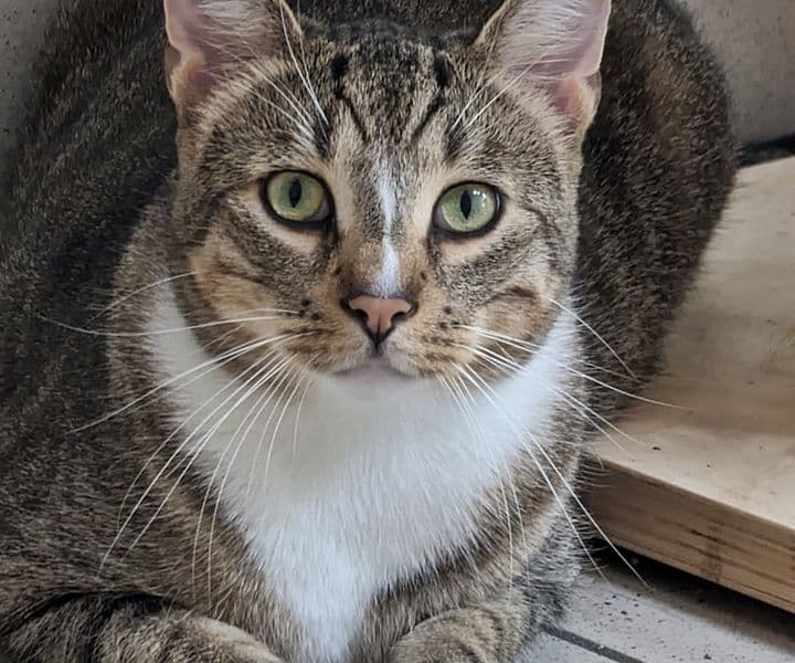 Foto von Geduldiges Zuhause für Matheo gesucht