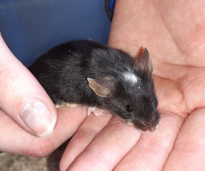 Foto von einsames Maus-Mädchen