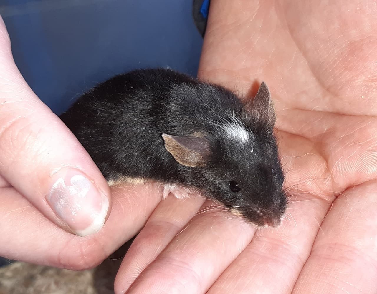 Foto von einsames Maus-Mädchen