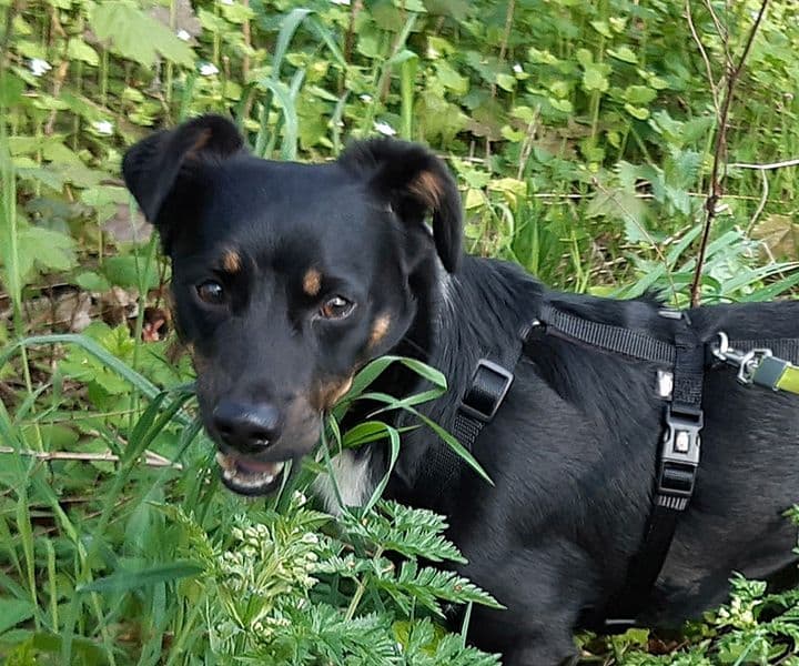 Foto von kleiner Max ist traurig