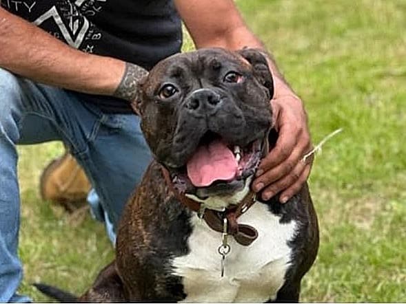 Foto von Maximus ist zuviel alleine