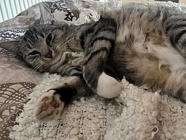Mechu ist wieder Zuhause