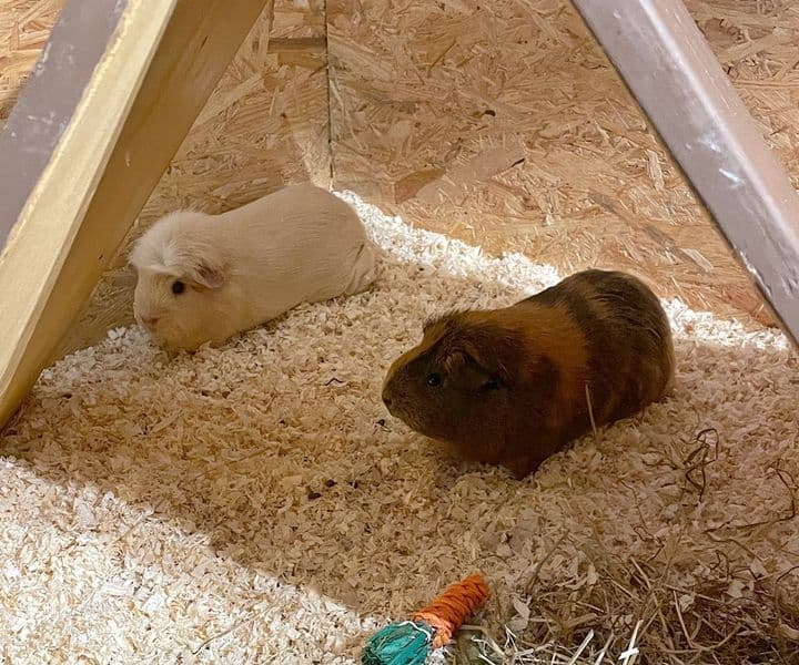Foto von Herkules, Flecki und Müsli sind ein süßes Meeri-Trio