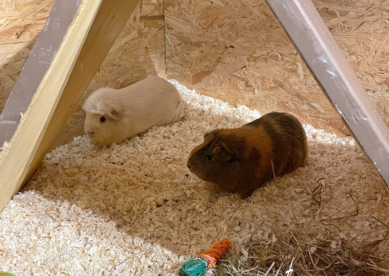 Foto von Herkules, Flecki und Müsli sind ein süßes Meeri-Trio