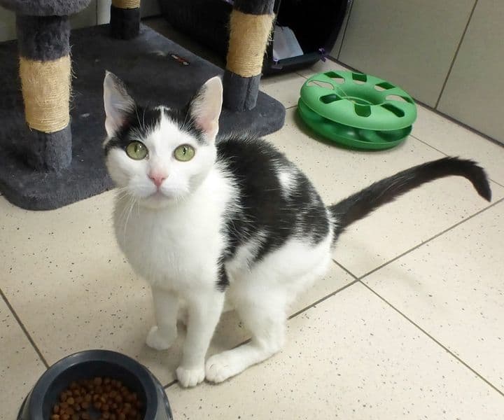 Foto von zierliche Oma-Katze Melly
