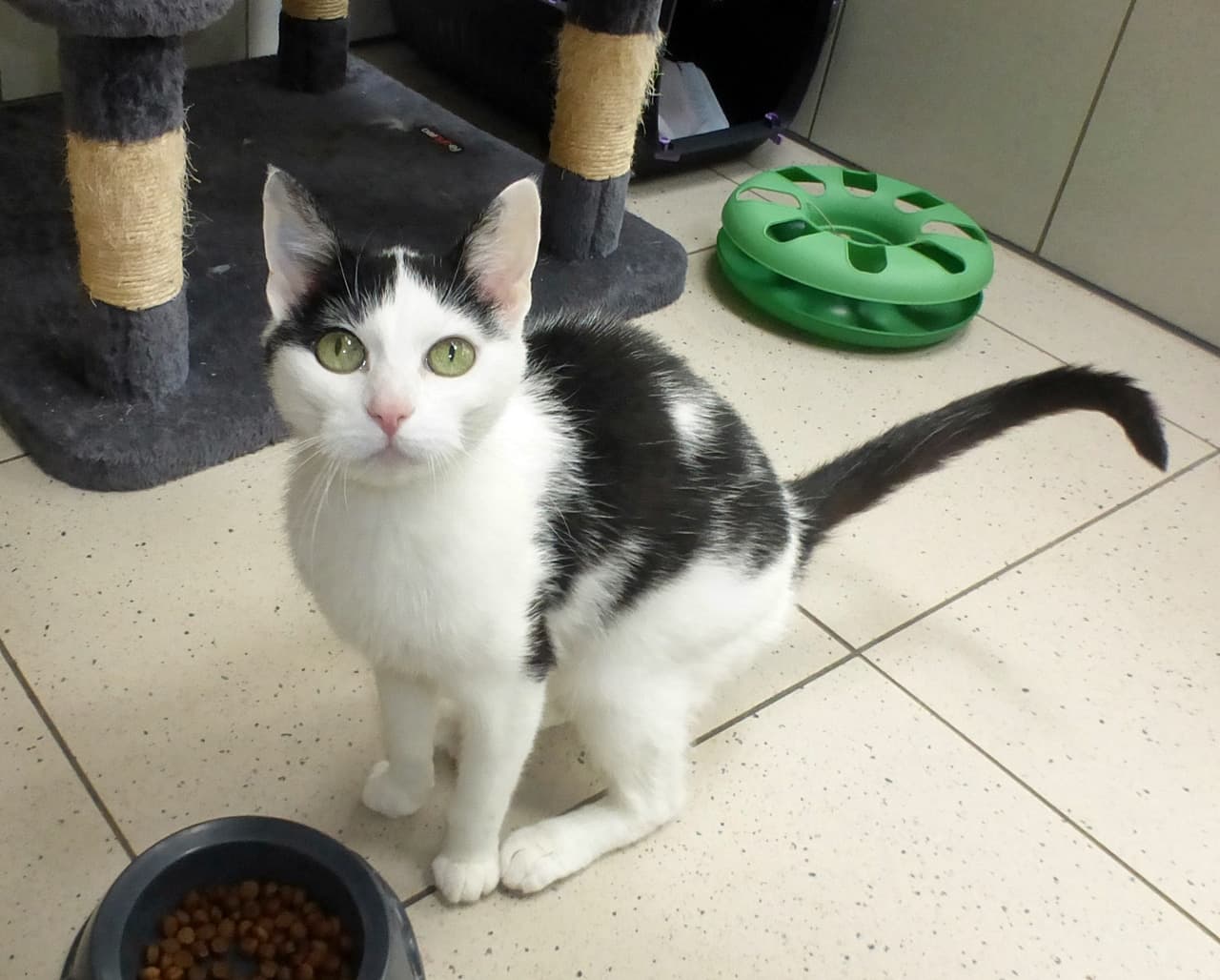 Foto von zierliche Oma-Katze Melly