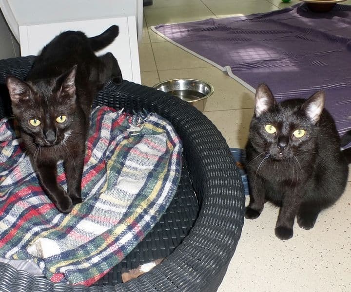 Foto von Mena und Mira, unsere black Beauties