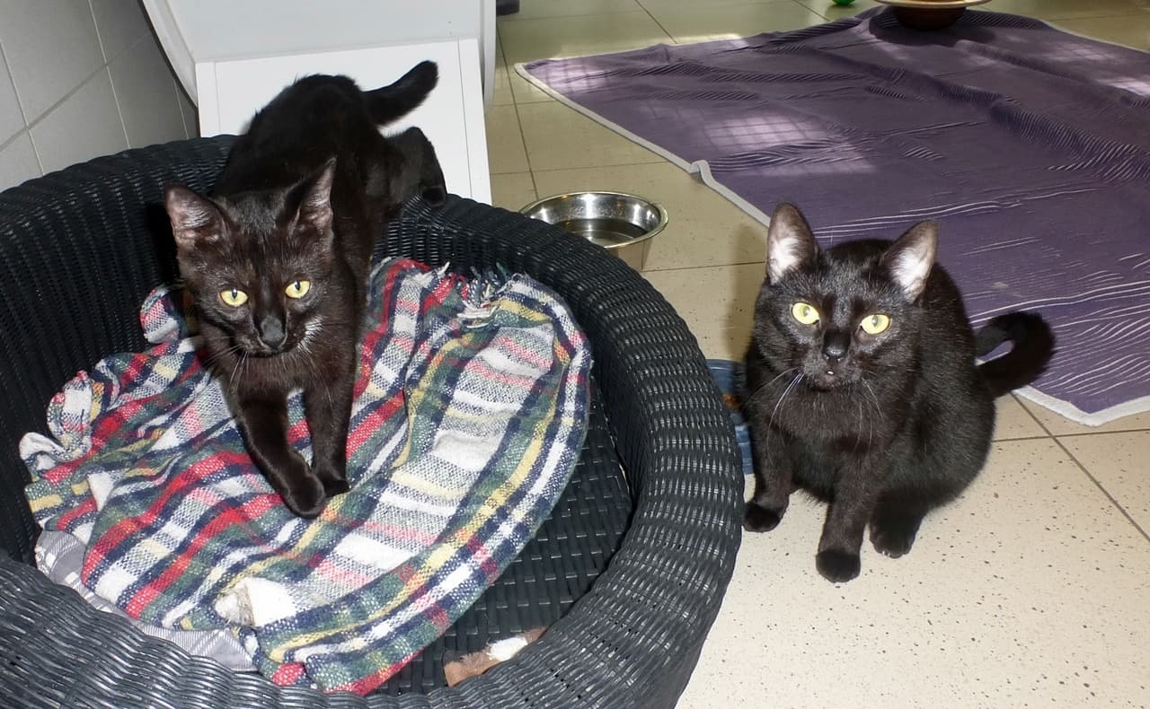 Foto von Mena und Mira, unsere black Beauties
