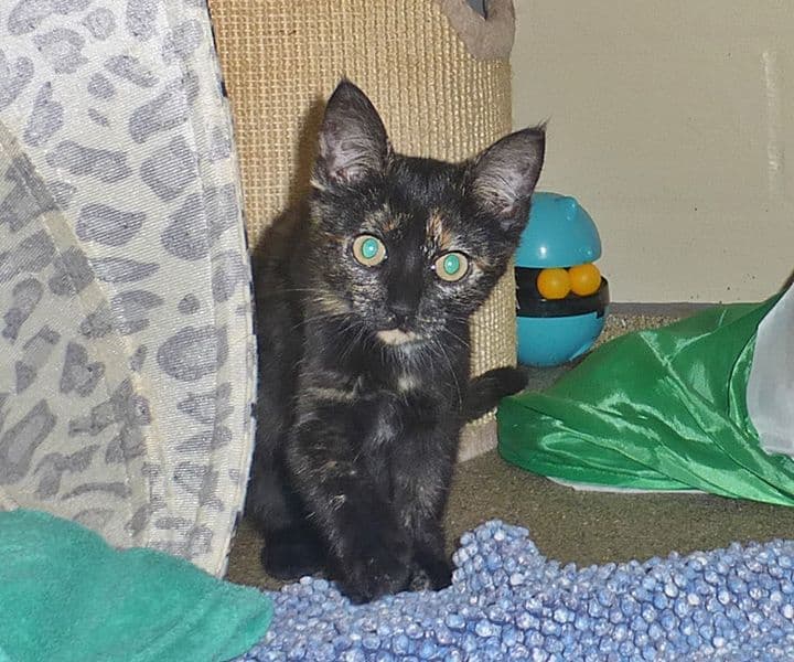 Foto von Merida und Belinda, zwei kleine Schwestern