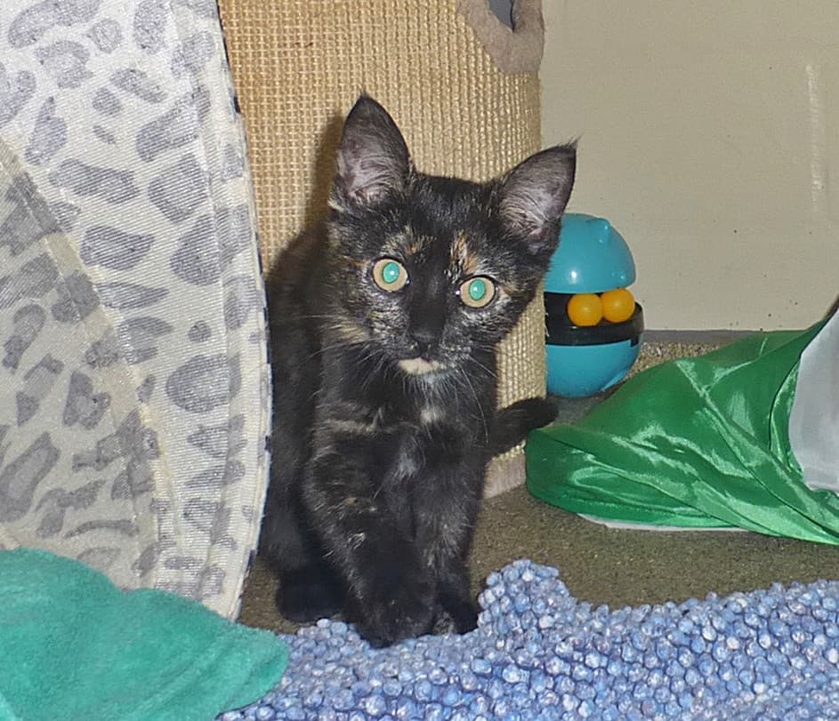 Foto von Merida und Belinda, zwei kleine Schwestern