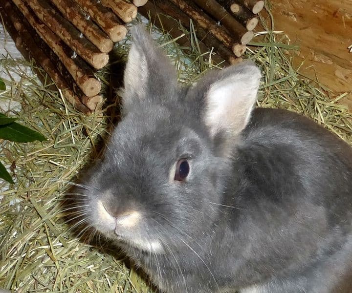 Foto von wunderschöner Merlin