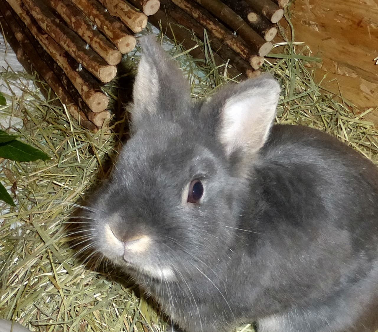 Foto von wunderschöner Merlin