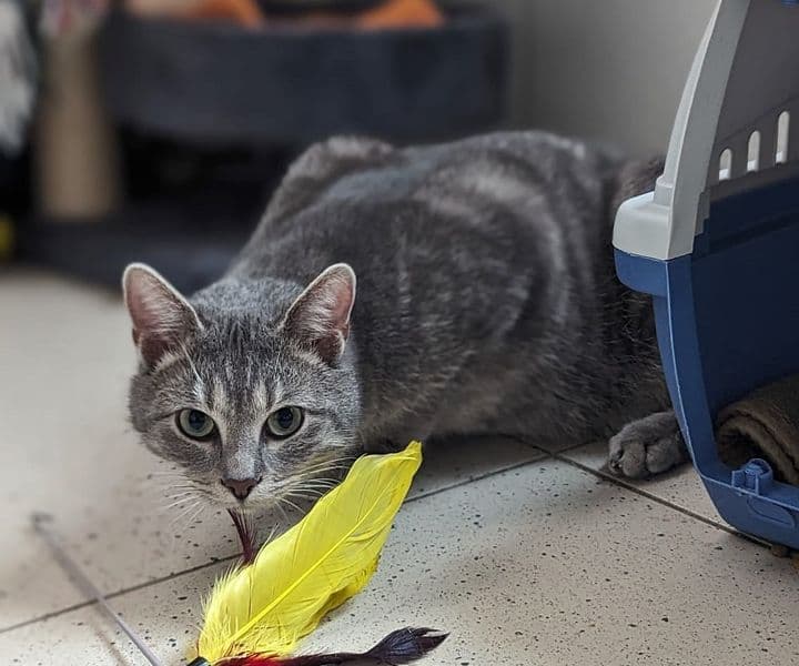 Foto von wunderschöner Silbertiger Micky (feliner Coronaträger)