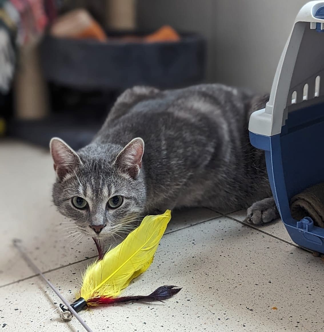 Foto von wunderschöner Silbertiger Micky (feliner Coronaträger)