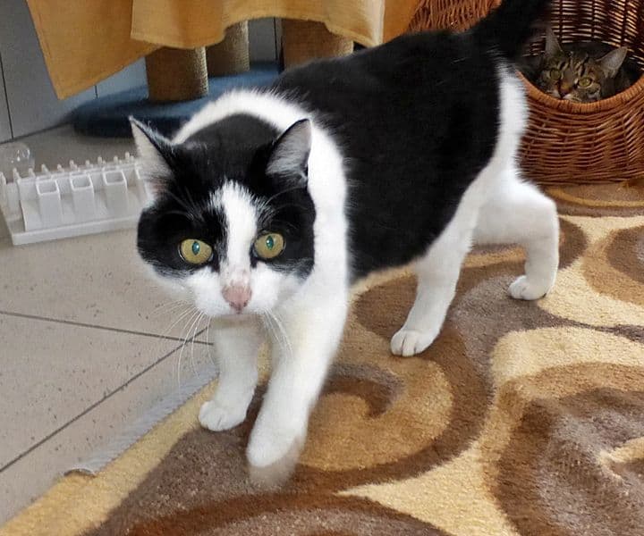 Foto von Mietzi, unser verschmuster Freigeist
