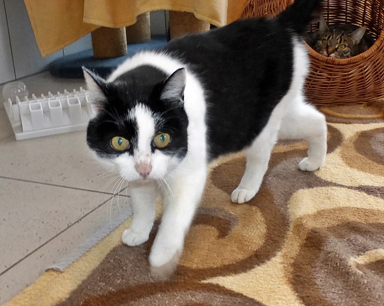 Foto von Mietzi, unser verschmuster Freigeist