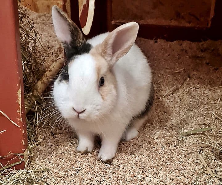 Foto von zutraulicher Mika