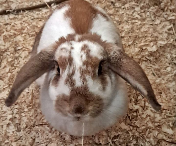 Foto von liebes Schlappöhrchen Mika