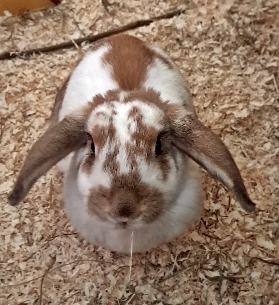 Foto von liebes Schlappöhrchen Mika