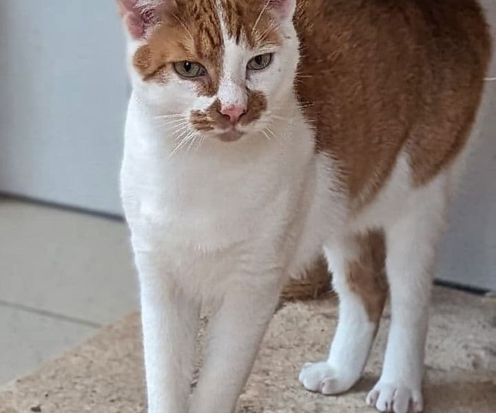 Foto von sensibler Mikel, feline Coronavirus-Träger
