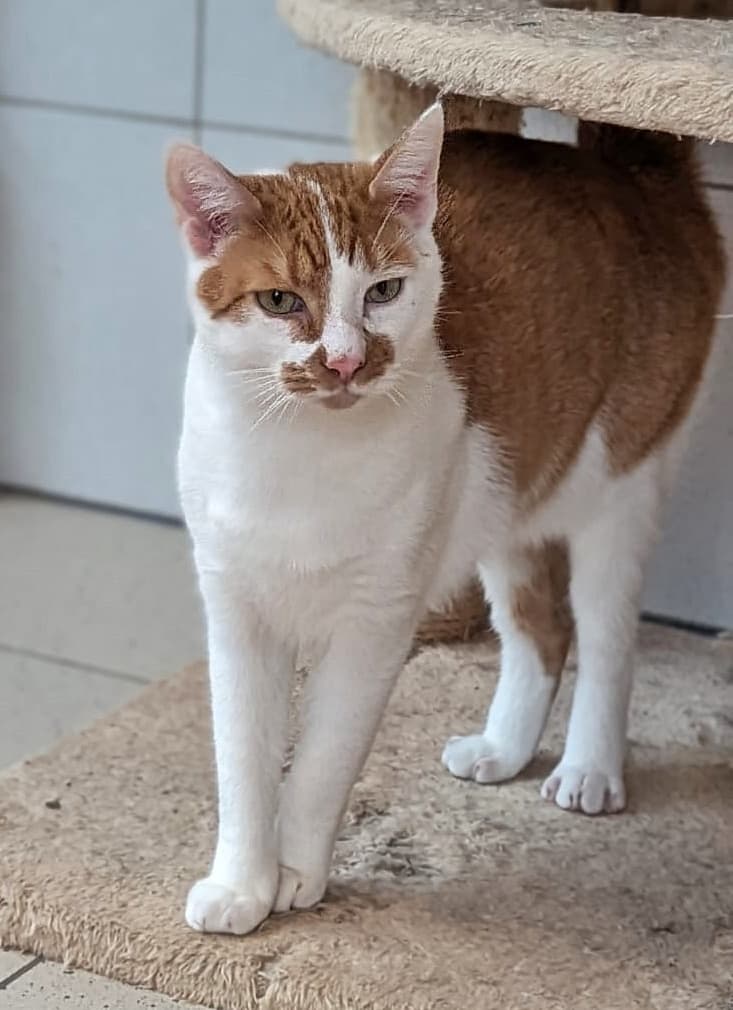 Foto von sensibler Mikel, feline Coronavirus-Träger