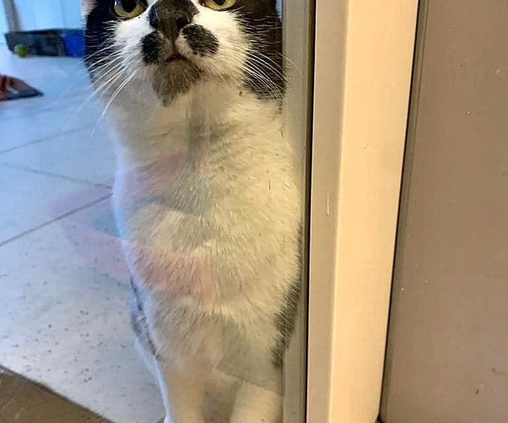 Foto von schüchterne liebe Milly (feliner Coronavirus-Träger)