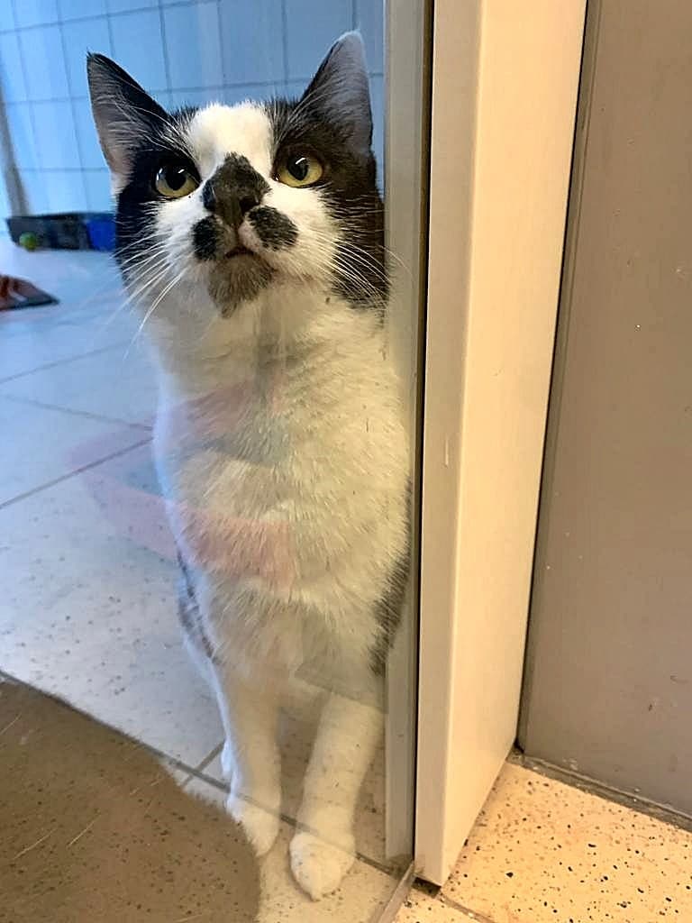 Foto von schüchterne liebe Milly (feliner Coronavirus-Träger)