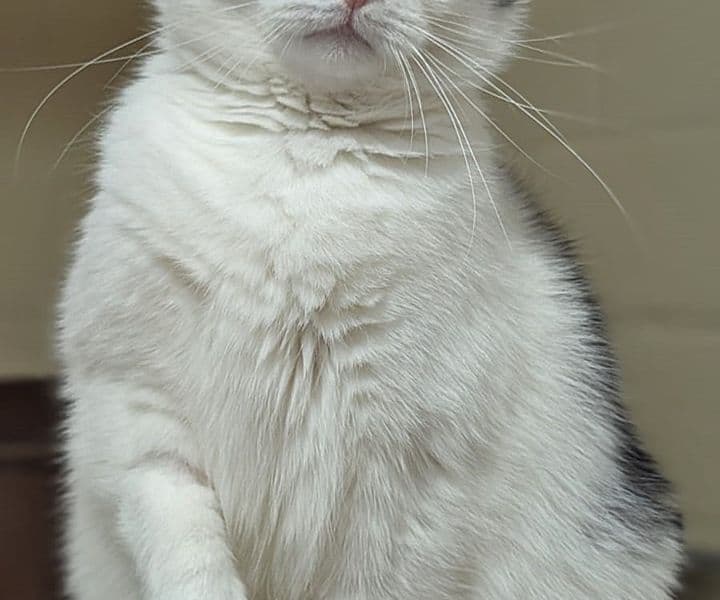 Foto von Unser "Pfundskerl" Milo