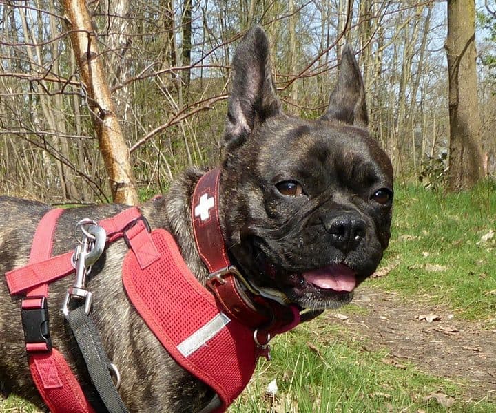 Foto von sensible Mimi