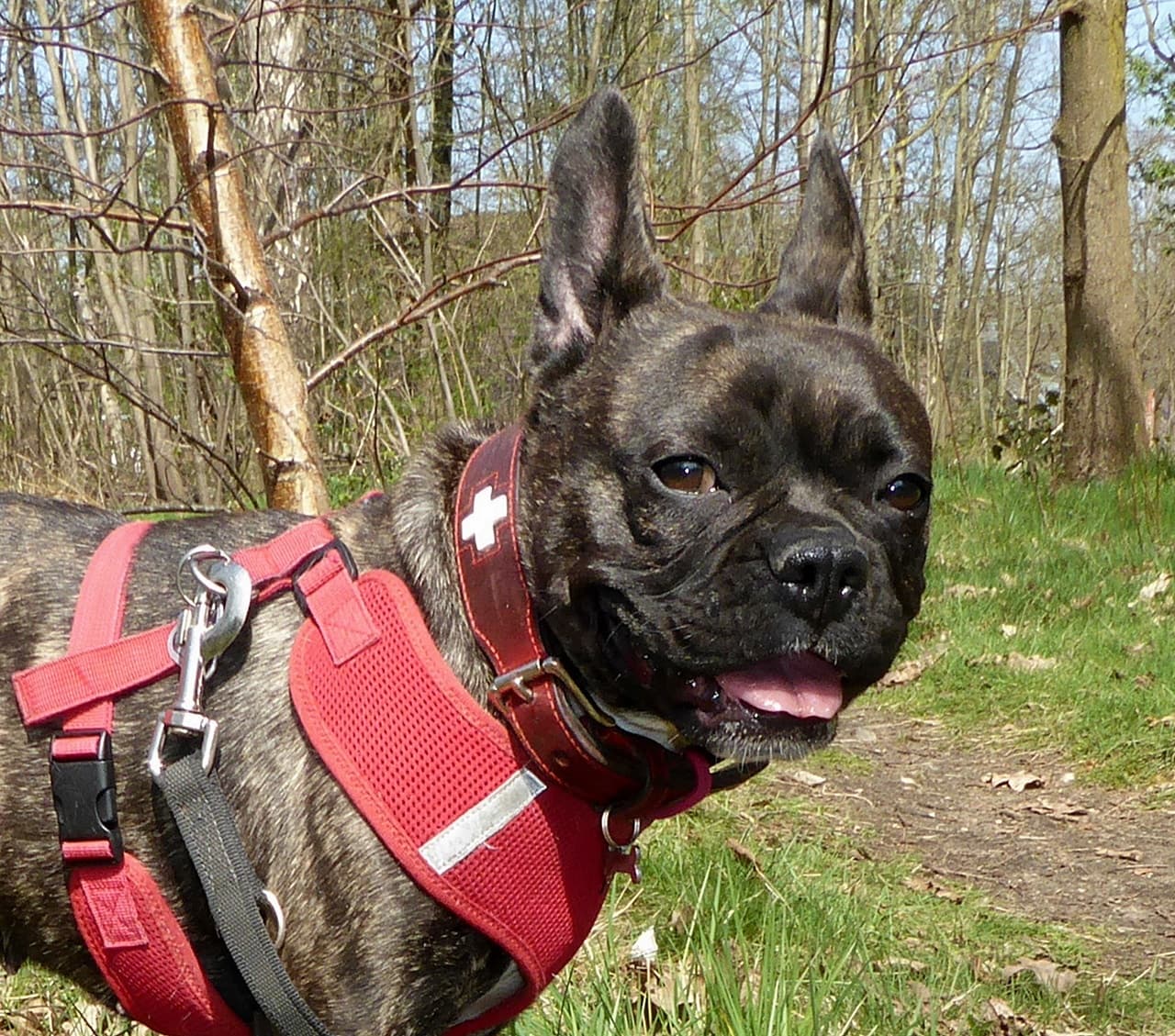 Foto von sensible Mimi