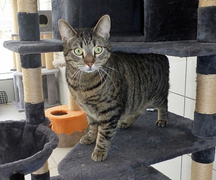 Foto von Tiger Mimo braucht Freigang