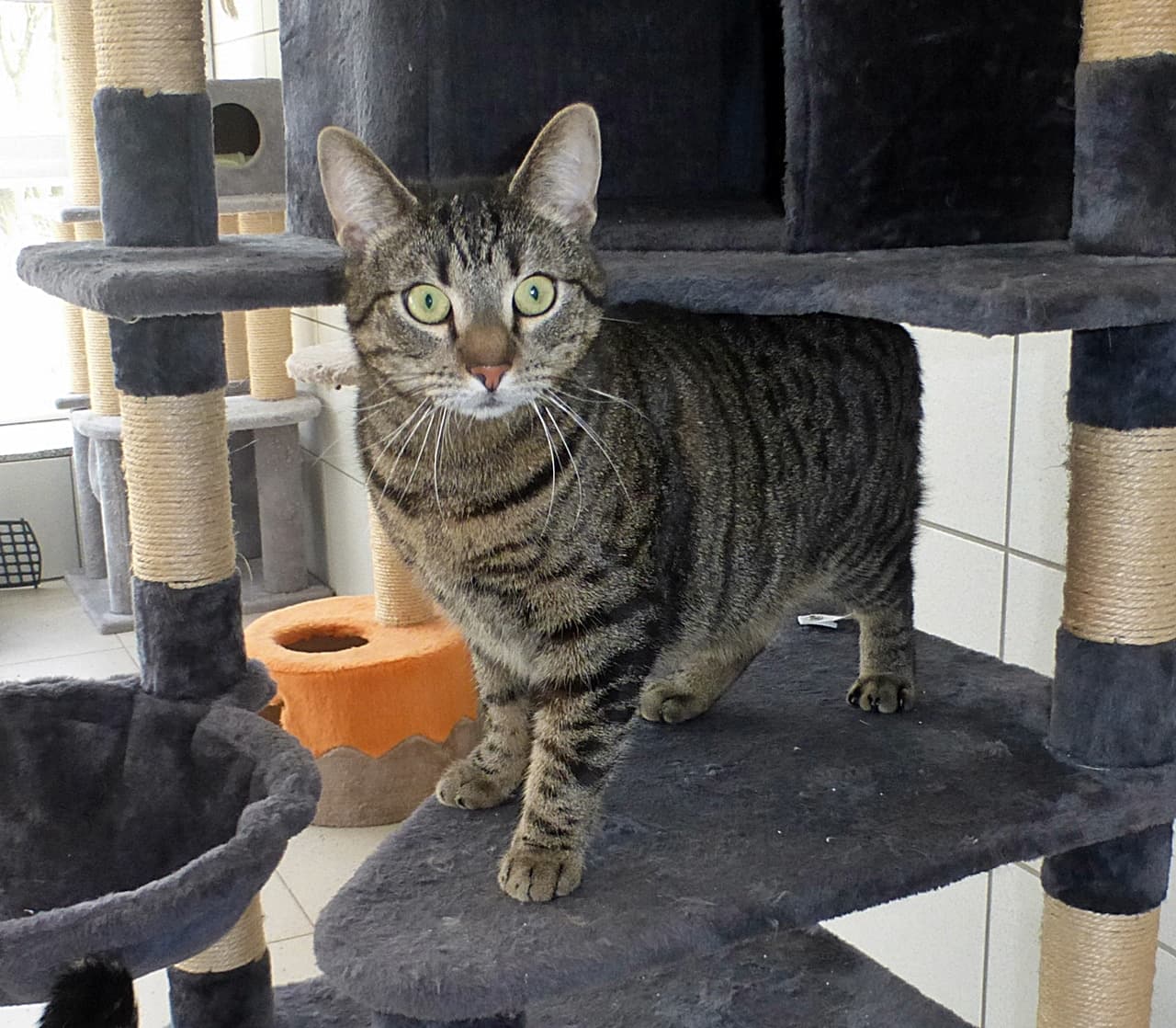 Foto von Tiger Mimo braucht Freigang