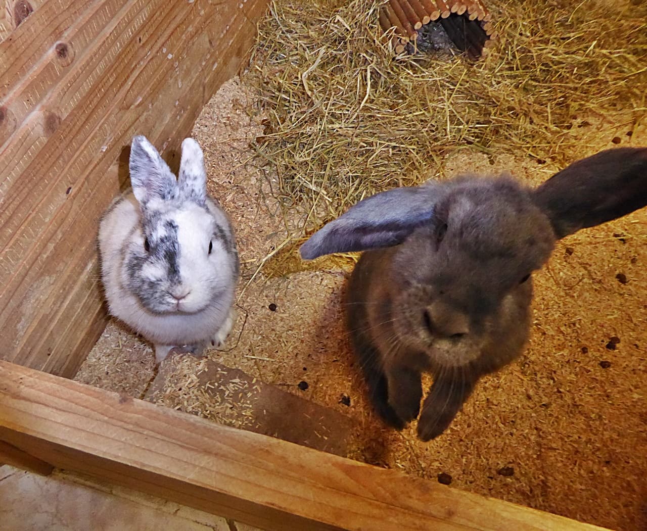 Foto von Mina und Milo, Traumpärchen