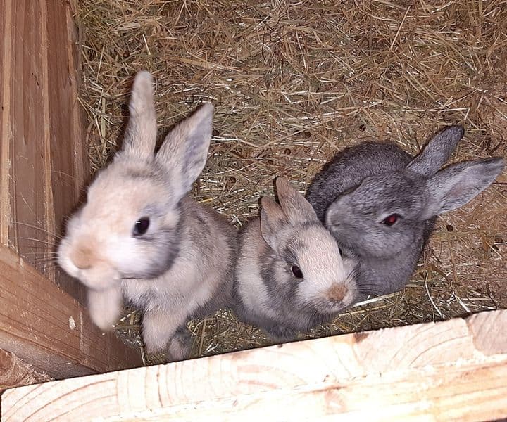 Foto von Minas kleine Söhne Tick, Trick und Track