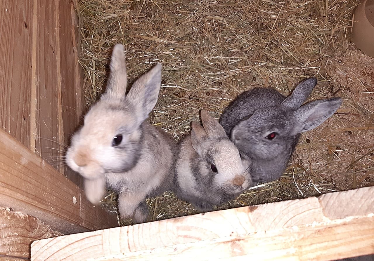 Foto von Minas kleine Söhne Tick, Trick und Track