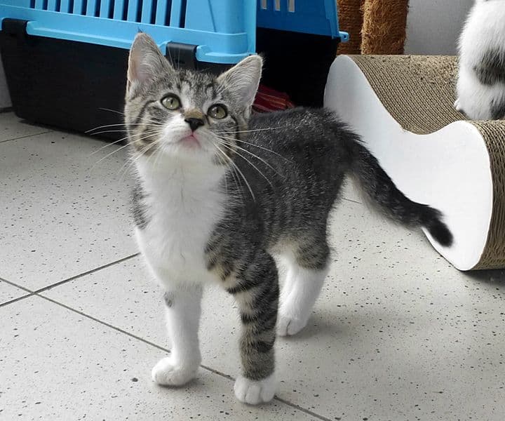 Foto von Mini, klein aber oho!
