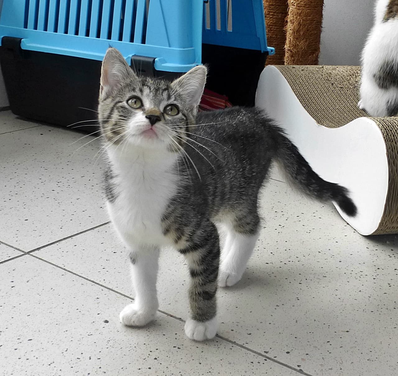 Foto von Mini, klein aber oho!