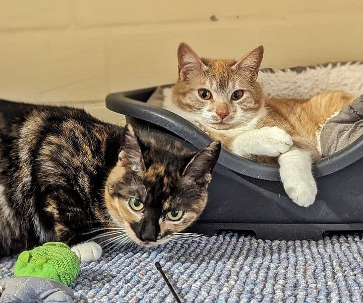 Foto von Mini und Cini möchten zusammen bleiben